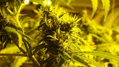 Weed Plants drugs flower