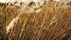 Weeds Plant nature unkraut