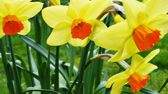 Welsh daffodils flower