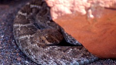 Western diamondback "Rattle" snake
