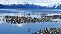 Western sandpiper flock bird