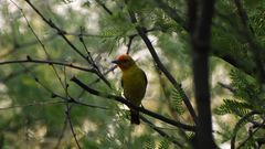 Western tanager Songbird bird