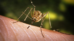 Westnile mosquito high