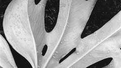 Wet leaf water drops grayscale