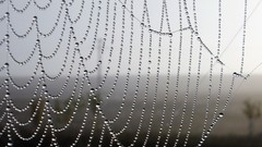 Wet water drops upscaled