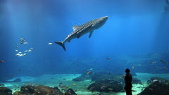 Whale shark