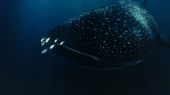 Whale shark underwater Wild