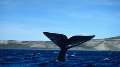 Whale tail high