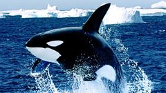 Whale Wild nature arctica