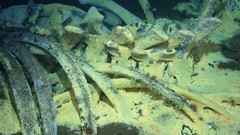 Whalefall whale fall is