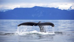 Whales