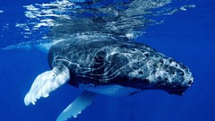 Whales