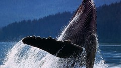 Whales