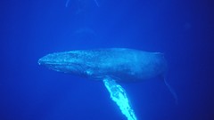 Whales