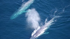 Whales