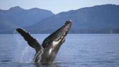 Whales Animals