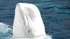 Whales beluga whales