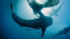 Whales Earth Sharks national geographic