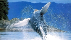 Whales jumping