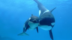 Whales Mammals sealife