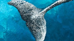 Whales national geographic