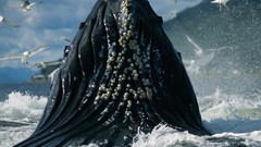 Whales Sea