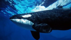 Whales underwater killer whales