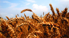 Wheat