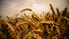 Wheat