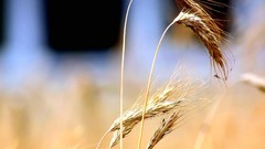 Wheat