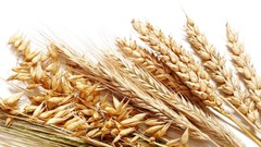 Wheat