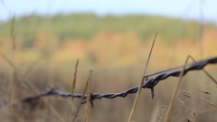 Wheat abstract barbed wire fences multicolor rusted