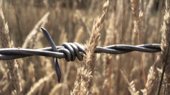 Wheat barbed wire