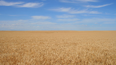Wheat field nature