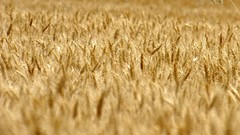 Wheat fields