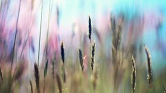 Wheat flora