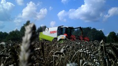 Wheat harvest farm barley fields Claas harvester Claas Lexion 