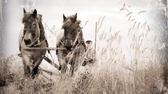 Wheat Horses farm