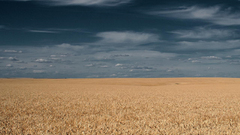 Wheat nature gloomy sky