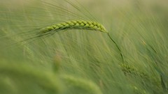 Wheat spikelets depth of field