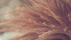 Wheat spikelets flora