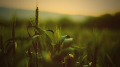 wheat spikelets nature depth of field macro Plants
