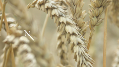 Wheat widescreen nature