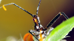 Wheel Bug high insect