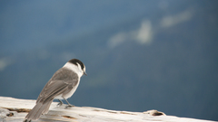 Whistler bird