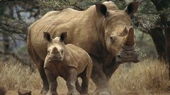 White Africa rhinoceros Kenya