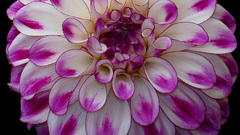 White and pink dahlia