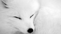 White Animals arctic fox