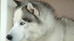 White Animals Dogs husky