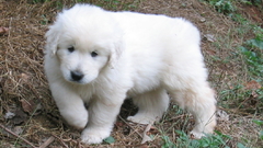 White Animals Dogs Puppies